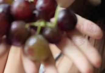 在线聚焦：91吃瓜中心今日的热潮，真让我忍不住多戳几下！